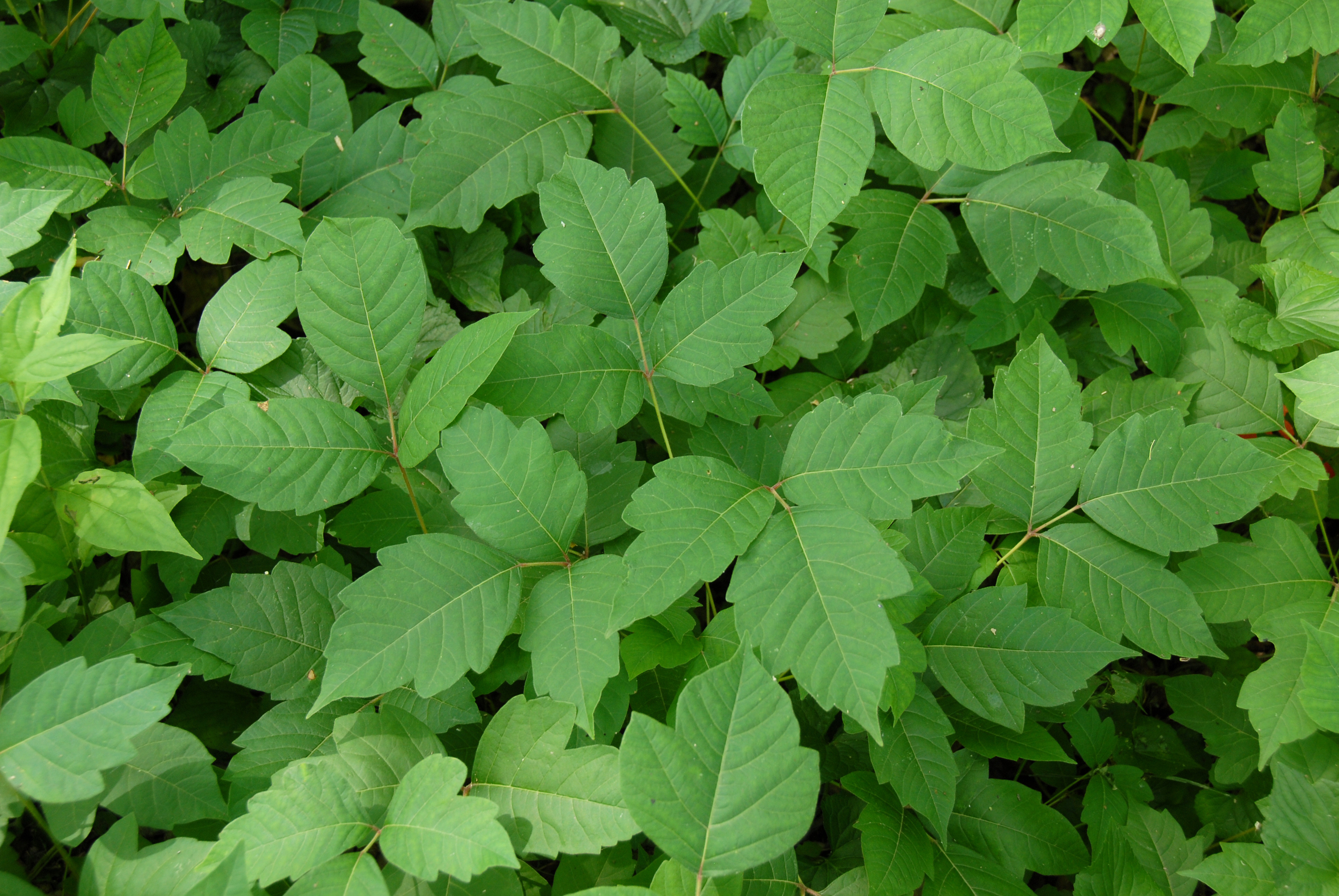 Is Poison Ivy Harmful To Chickens